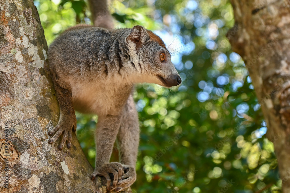 Fototapeta premium Crowned lemur (Eulemur coronatus) peering curiously out from behind the tree Madagascar