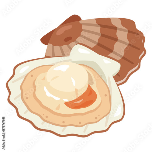 殻付きホタテ貝のイラスト／ Illustration of Scallops in the Shell