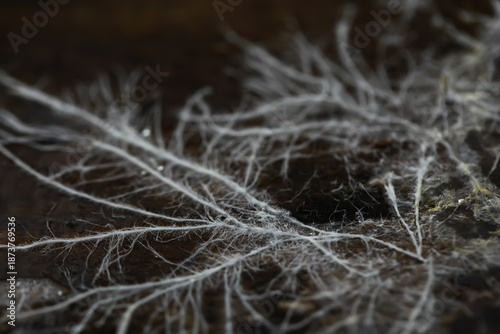 Foto Macro View of Mycelium Network on Dark Forest Floor for Nature and Biology Conce