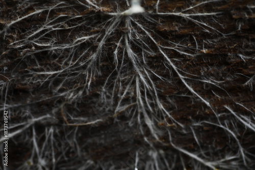 Foto Intricate White Mycelium Network on Dark Decaying Wood - Nature's Underground We