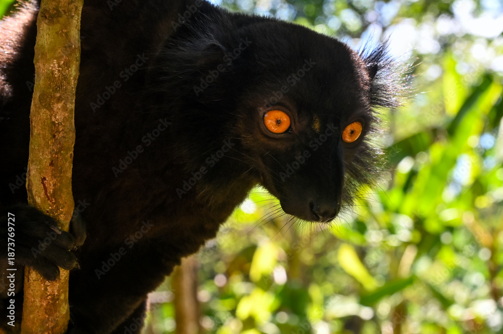 Fototapeta premium Portrait of adult male black lemur Eulemur macaco. Nature of Madagascar.