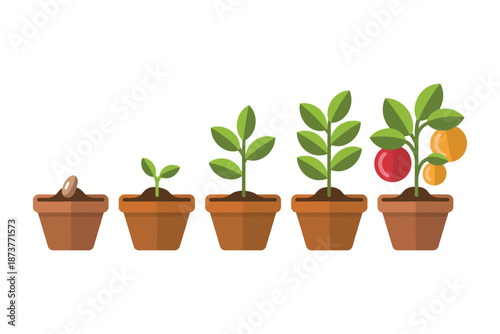 An illustration showing the growth stages of a plant in a pot