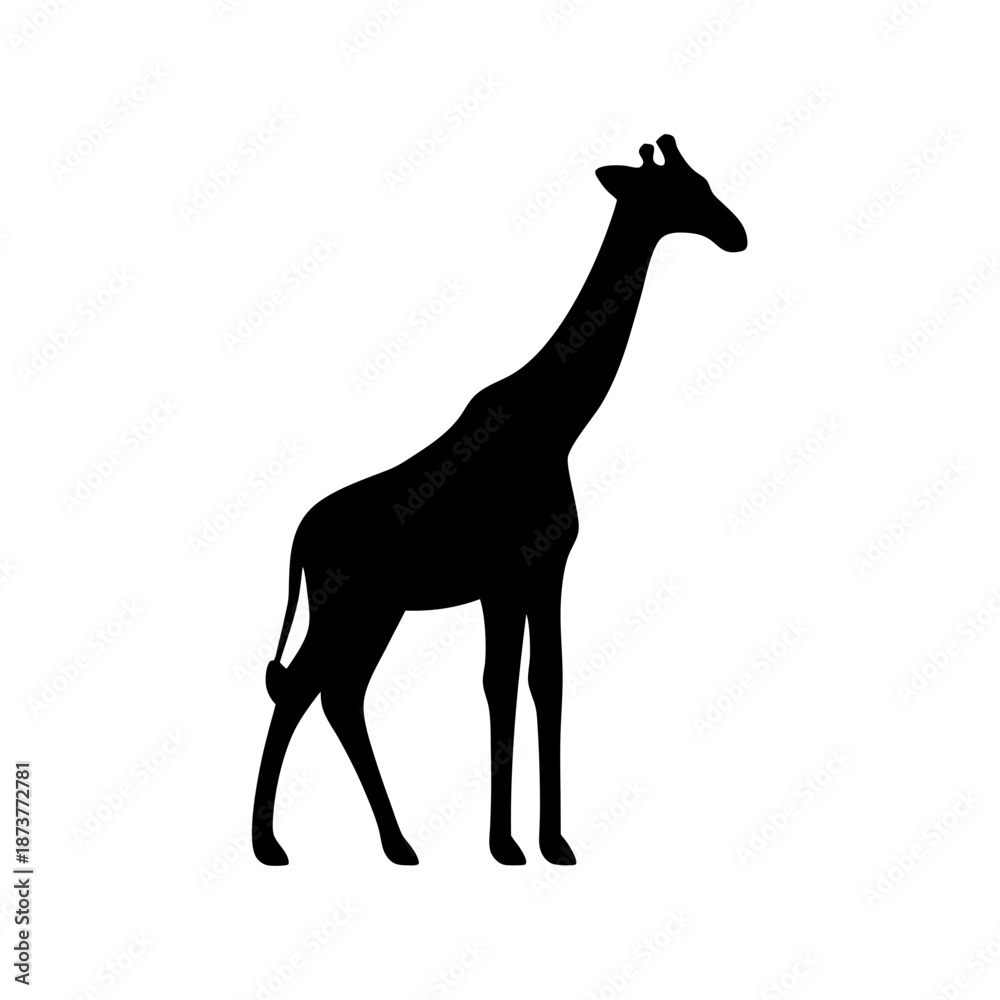 Fototapeta premium Silhouette of a giraffe