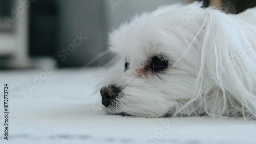 Close Up of Sad Bored White Dog's Face. Lonely Pet Expression.