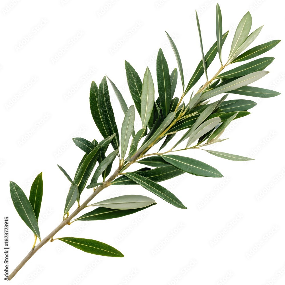 Fototapeta premium Olive branch with green leaves on white background, symbolizing peace and harmony
