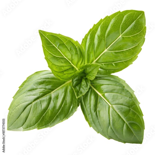 Close-up of vibrant green basil herb leaves with intricate veining, isolated on a clean white background, fresh and aromatic culinary ingredient.