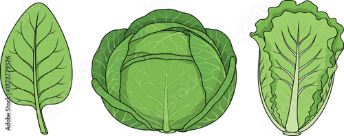 Collection of fresh green leafy vegetables including napa cabbage bok choy and romaine lettuce vector illustration isolated on white background for healthy food design.