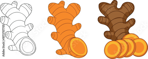 Different styles of turmeric root illustrations including line art flat color and shaded versions with slices isolated on white background for educational design.