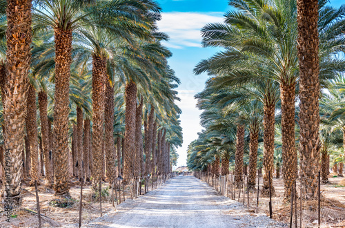 Plantation of date palms. It is iconic ancient plant, famous food crop and no...