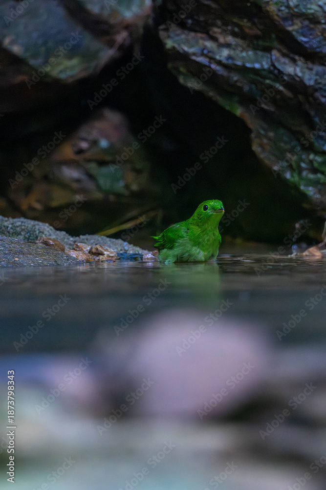 Obraz premium The green broadbill (Calyptomena viridis) also known as the lesser green broadbill