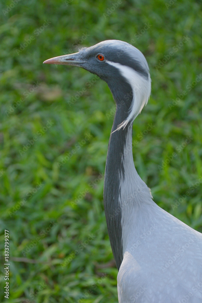 Fototapeta premium Demoiselle Crane - Anthropoides virgo
