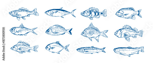 Hand drawn fish vector collection set,  Whimsical drawing fish , outline sketch food elements vector illustration for design menu, banner, label, packaging, branding, advertising, posters	