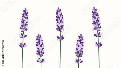 Lavender Stalks Illustration on White Background