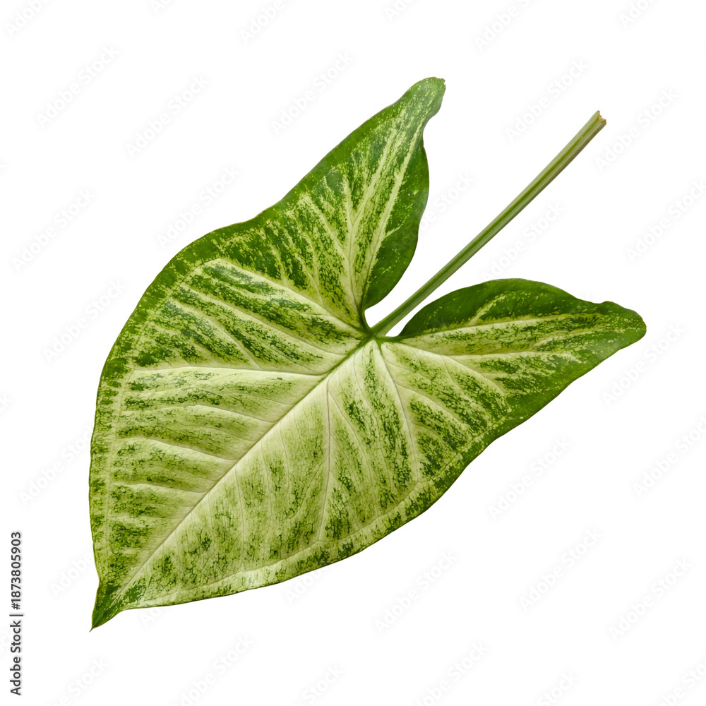 Obraz premium Arrowhead plant single leaf isolated.