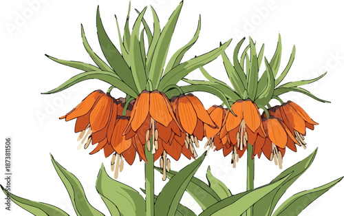 Delicate illustration of hanging orange imperial fritillary blossoms