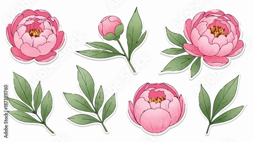 Delicate pink peonies and green leaves scattered across a white background