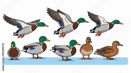 Collection of mallard ducks in flight and on ground, with one female duck