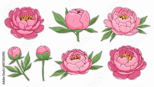 Collection of pink peony flowers and buds with green leaves