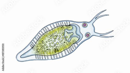 Detailed illustration of a transparent, elongated creature with internal green structures and eye spots