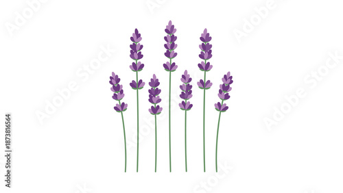 Lavender Stems Isolated on White Background