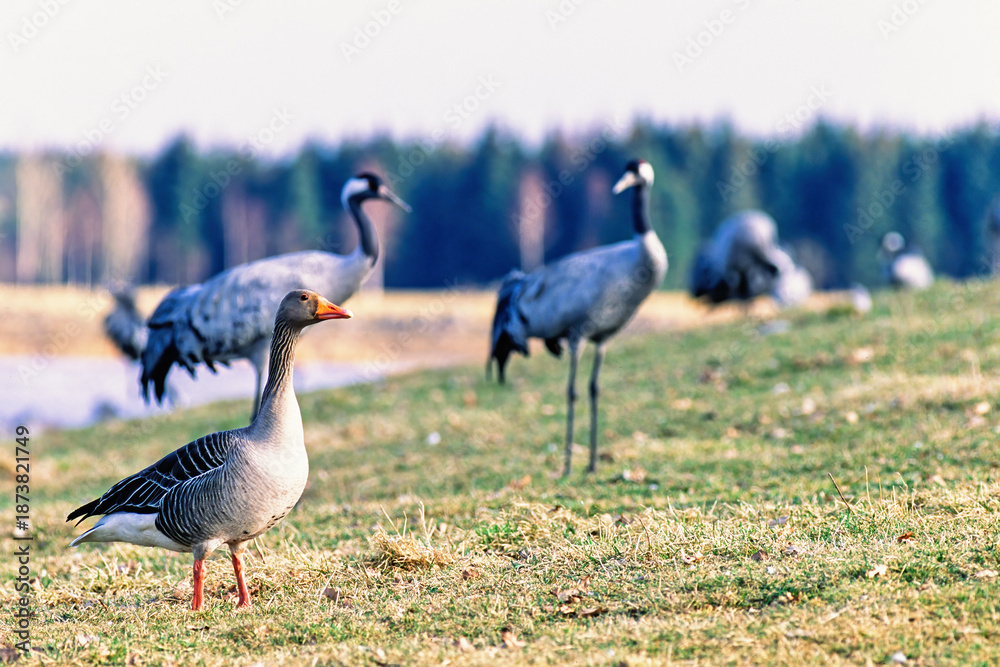 Obraz premium Greylag goose with cranes on a meadow at springtime