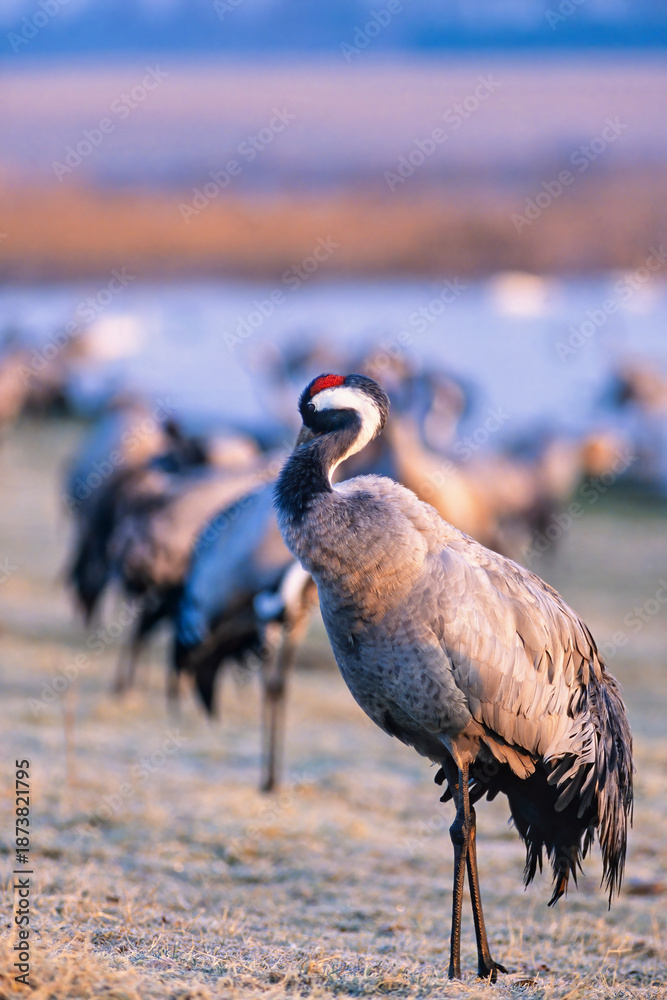 Fototapeta premium Crane in morning light by a lake