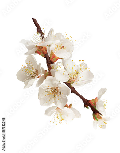 white apricot blossoms isolated on transparent background.