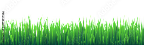 Meadow silhouette with green grass, plants on plain. Panoramic summer lawn landscape with herbs, various weeds. Herbal border, frame element. Black horizontal banners. Vector illustration