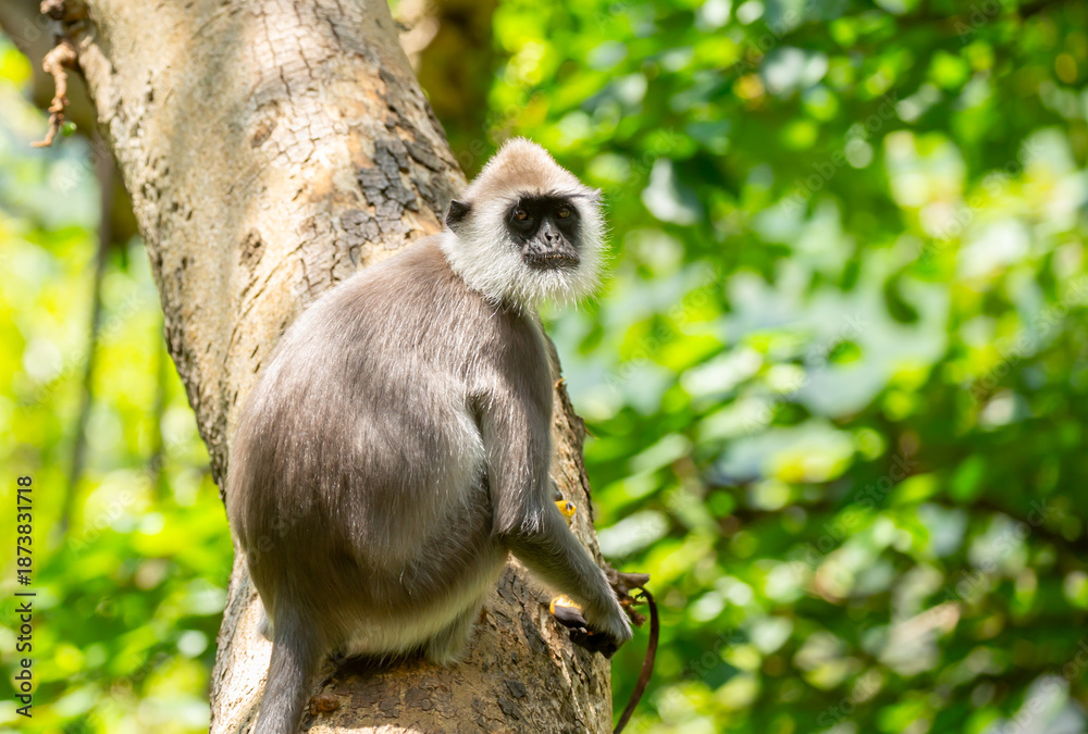Obraz premium Gray hanuman langurs on a tree. Monkeys in the wild in the jungles of Sri Lanka. Troop of monkeys on trees. Wildlife scene with wild animals.