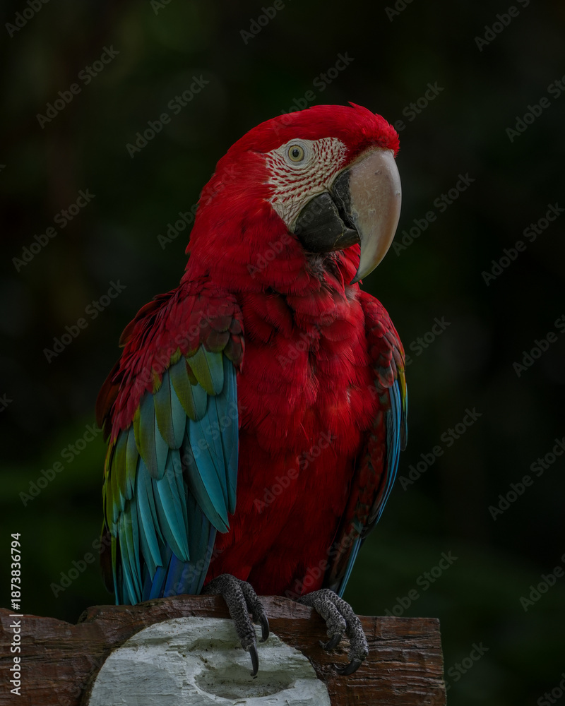 Fototapeta premium red and yellow macaw