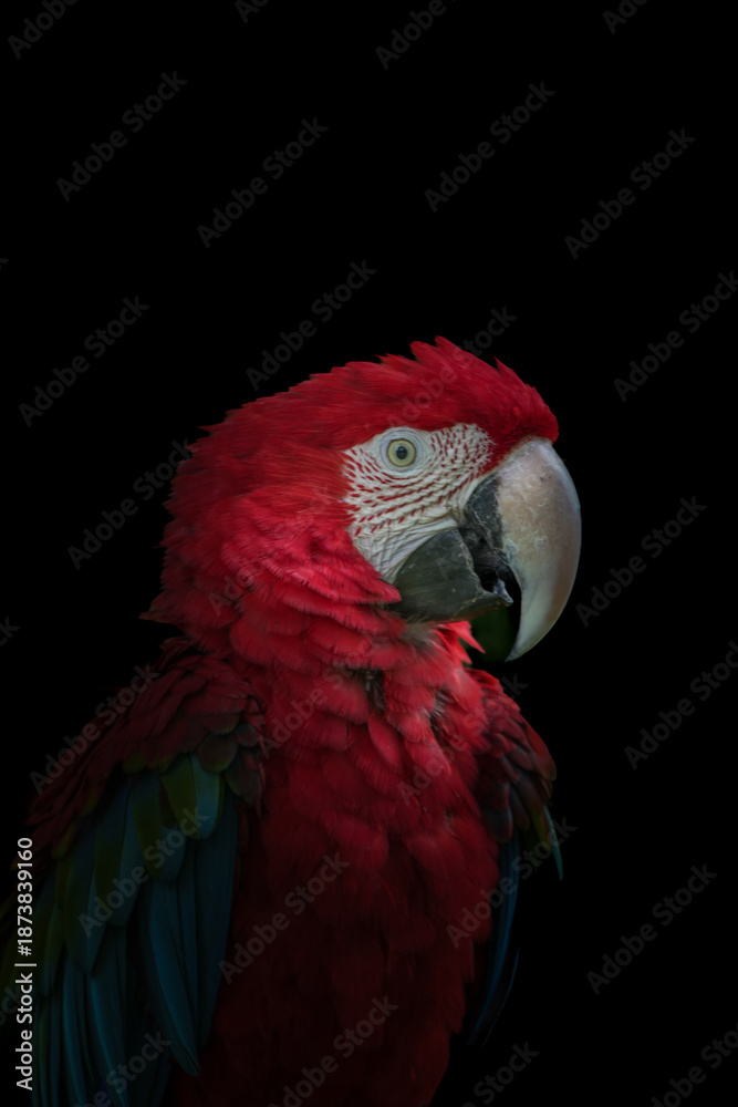 Obraz premium red and green macaw
