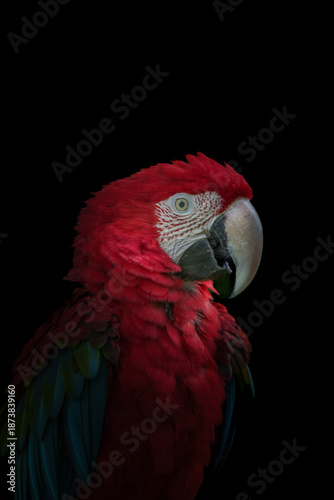 red and green macaw