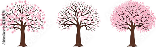 Three pink cherry blossom trees showing seasonal growth stages, spring floral illustration, nature lifecycle concept, minimal design, isolated on white background