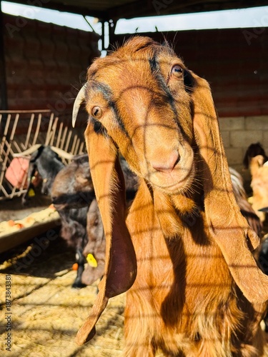 Brown goat with soft fur on a Northern Cyprus farm, looking directly at the camera