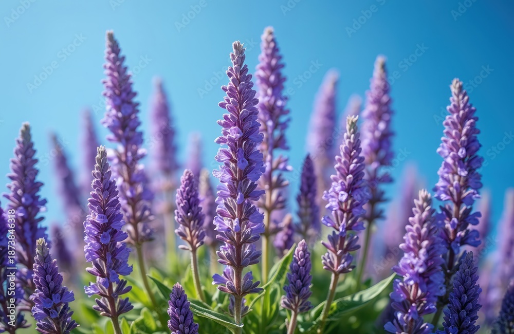 Fototapeta premium Purple Cleveland sage blooms against clear blue sky. Close up of Salvia clevelandii aromatic species with blue-violet petals. Focus on purple flower spikes in spring on sunny botanical garden