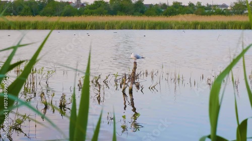 A small white water bird, possibly a gull, perches on a wooden post in a tranquil river or lake at golden hour. The water is calm with reflections of the bird and the surrounding tall reeds. A peacefu