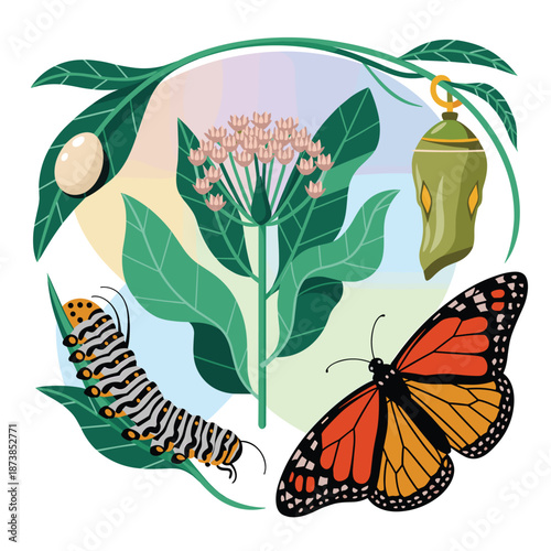 Complete metamorphosis of a monarch butterfly illustrated through its life stages including egg, caterpillar, and chrysalis on a milkweed plant.