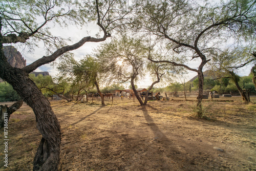 Distant horse paddock lined with spindly trees and desert