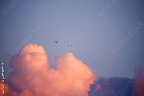 Birds Gliding Above Pink Clouds
