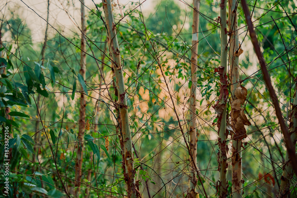 Fototapeta premium Eucalyptus leaves. branch eucalyptus tree nature background