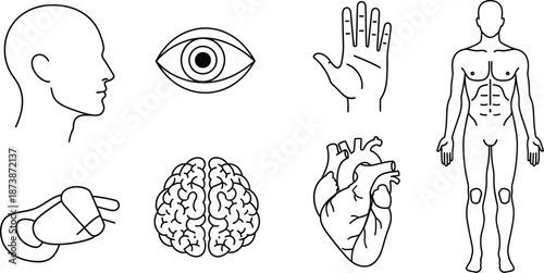 Human body anatomy structure. Male and female human organs: thyroid, heart, , kidneys, liver, lungs