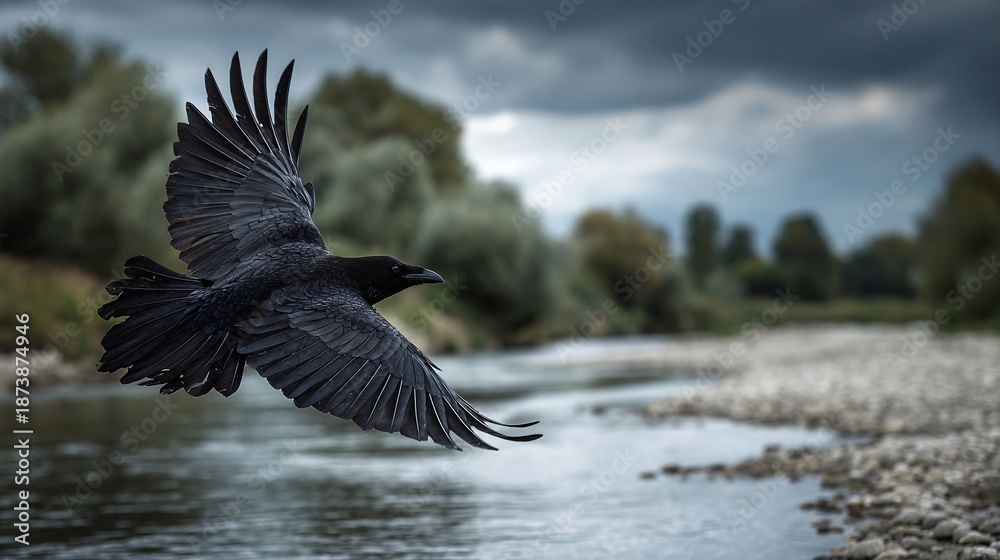 Fototapeta premium A solitary raven soars above a tranquil river, its dark feathers contrasting with the soft, muted colors of the trees and cloudy sky. Majestic in flight over the river.