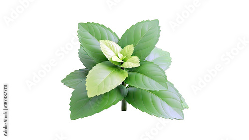 Green Mint Plant with Detailed Leaves