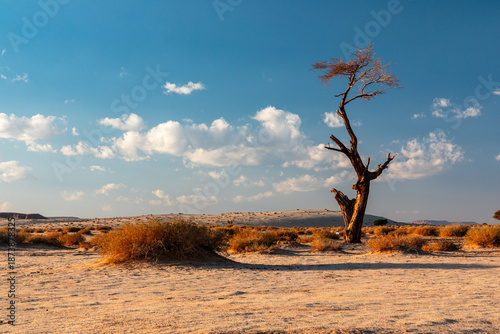 Lonely desert tree in Saudi Arabia stands among dried bushes under wide blue sky at sunset