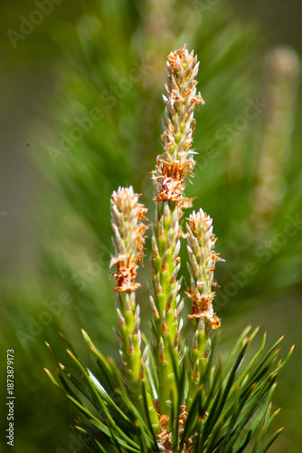A young branch of a pine tree