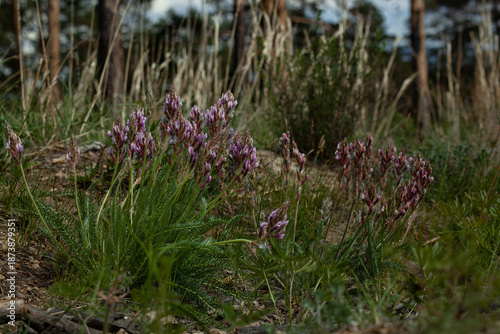 purple flowers in the grass