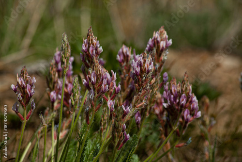 purple flowers in the field