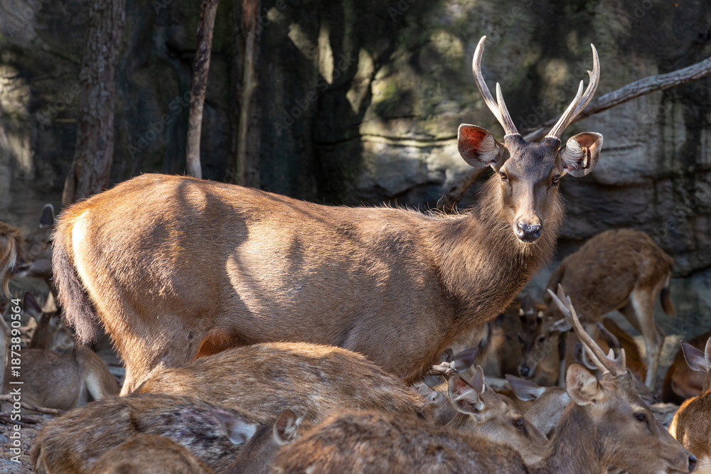 Obraz premium A majestic red deer stag with impressive antlers stands amidst the wild fauna of a natural forest, showcasing the beauty of a brown mammal in its native woodland habitat
