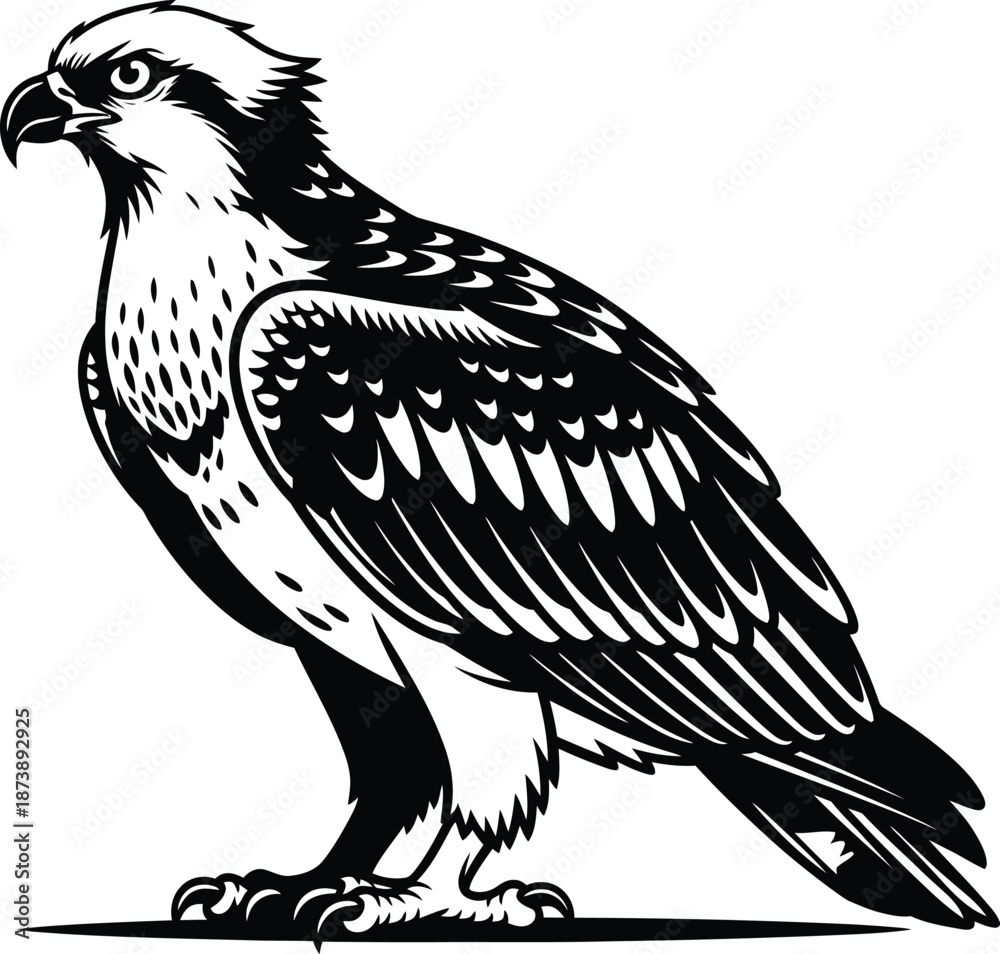 Fototapeta premium Eagle Bird Illustration Vector