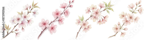 cherry blossom watercolor set